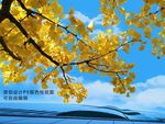 银杏枝