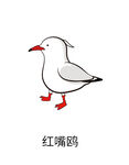 红嘴鸥 矢量线条