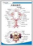 大脑动脉环解剖图
