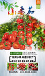 小番茄  