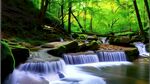 小桥流水丛林