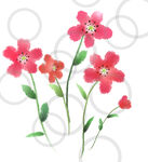 手绘小花