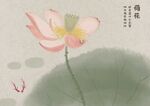 荷花 插画