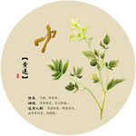 黄连
