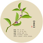 茯苓