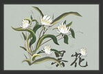 昙花 分层图
