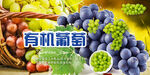 葡萄海报 