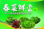 春菜鲜尝