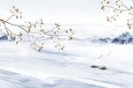 手绘花鸟
