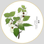 珙桐包装插画