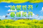 油菜花开