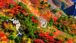 万山红遍