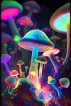 彩色蘑菇