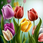 郁金香花丛