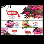 芍药节