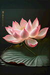 莲花