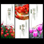百合花