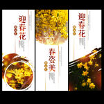迎春花