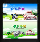 香猪