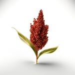 高粱素材