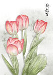 郁金香插画