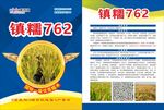 水稻单页