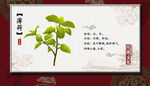 薄荷