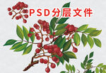 手绘花椒