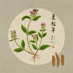 手绘夏枯草
