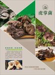 虎掌菌宣传页