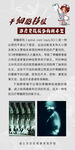 干细胞