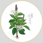 凉粉草包装插画