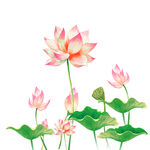 荷花插画