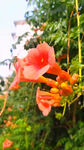 银屑花