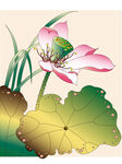 莲花