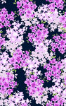 小碎花