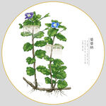婆婆纳包装插画