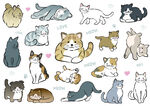 猫