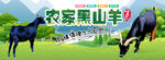 黑山羊