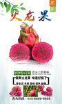 火龙果