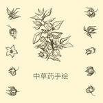 草药 手绘