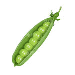 蔬菜豌豆手绘卡通插画