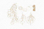 手绘桂圆线稿