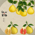 手绘柚子