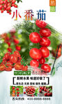 小番茄  