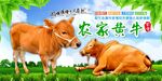 农家黄牛