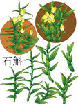 石斛