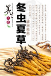 冬虫夏草