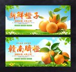 脐橙
