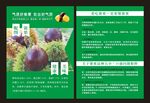 锥栗
